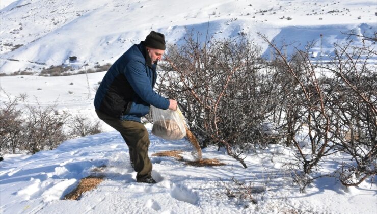 Erzurum’da Karlı Araziye Yem Bırakma Çalışmaları